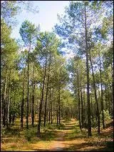 Cette forêt est le plus vaste massif forestier de France (et la plus vaste forêt artificielle d'Europe).