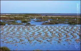 Cette zone humide, peuplée entre autres, de chevaux, taureaux et flamants roses, est formée par le delta du Rhône.