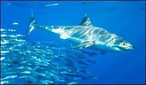 Dans quel(s) océan(s) baigne le continent océanien ?