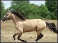Quiz Galop 1