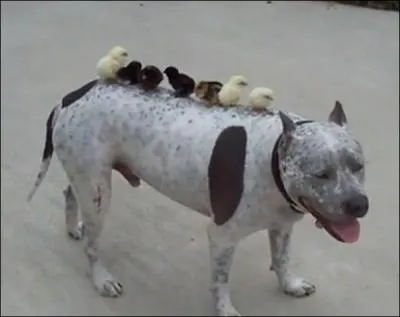 Arthrite de la hanche, d'origine tuberculeuse !