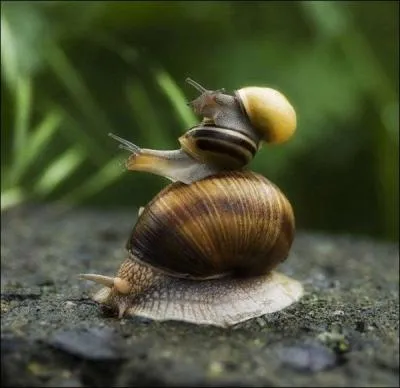 Poisson mythique, venu du fond des âges !