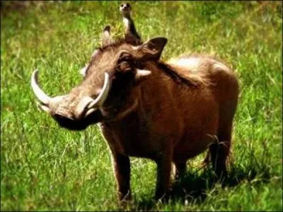 Exceptionnellement, et parce que c'est vous, cette réponse ne vous coûtera rien, je vous la fais à l'oeil !