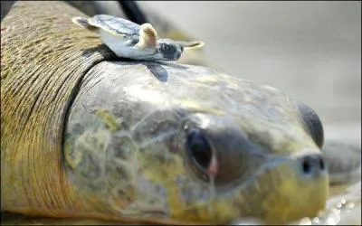 Changement physique remarqué chez certains, du temps des colonies, il avaient l'oeuf ...