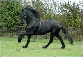 Quelle est la robe de ce cheval ?