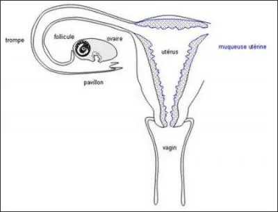Qu'est-ce qui est vrai &agrave; propos de la m&eacute;iose chez la femme ?