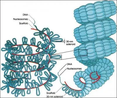 Durant quelle &eacute;tape la condensation de la chromatine se d&eacute;roule-t-elle ?
