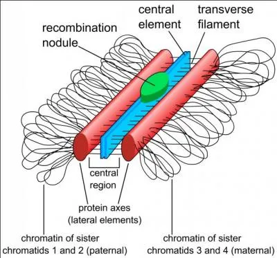 Qu'est-ce qui est vrai sur le complexe synapton&eacute;mal ?