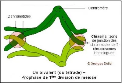 Le complexe synapton&eacute;mal cr&eacute;e des chiasmes qui ...