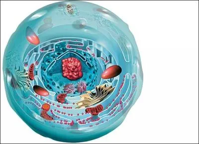 &Agrave; quoi sert la m&eacute;iose ?