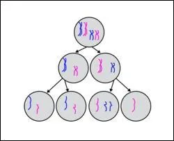 Qu'est-ce qui est vrai &agrave; propos des brassages chromosomiques ?