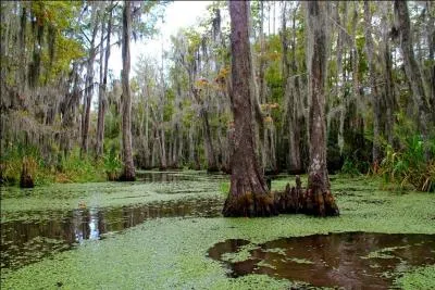 Dans quel dessin animé, les héros traversent-ils cet endroit marécageux nommé le bayou ?