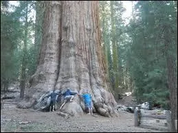 Ce parc national des Etats-Unis est renomm&eacute; pour ses nombreux arbres gigantesques.