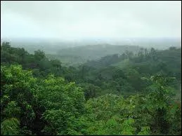 Cette for&ecirc;t, v&eacute;ritable poumon de la Terre, s'&eacute;tend sur plus de 5 millions de km2.