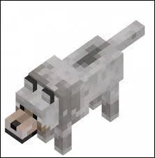 Quelle sera la future transformation de cet animal quand on lui donnera un os ? (trait rouge autour de son cou)