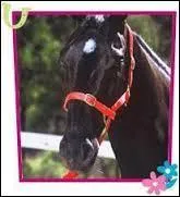 Quel est le cheval de Stephanie ?