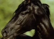 Quiz Réussir son galop 3