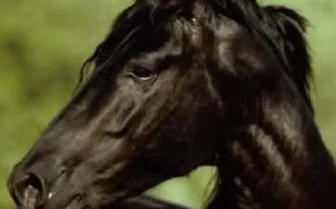 Quiz Galop 3