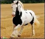 Quelle est la tache de ce cheval ?