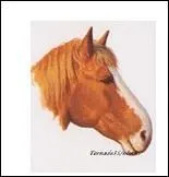 Quelle est la tête de ce cheval ?