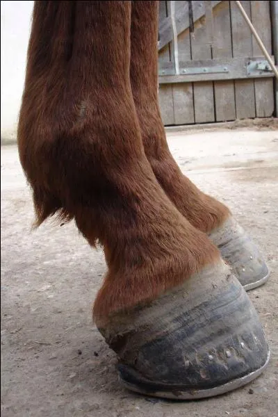 Où se situe la couronne ?