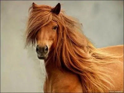 Où se situent les salières ?