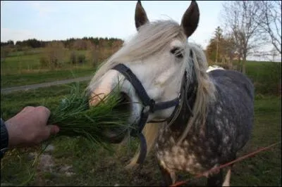 Combien de repas mange le cheval par jour ?