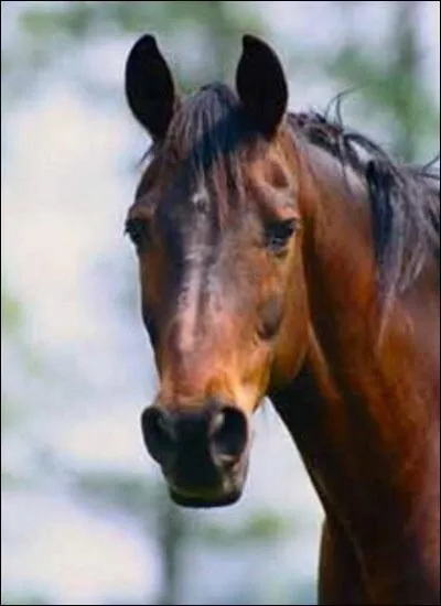 Quel est le poids moyen d'un cheval ?