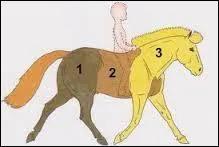 Quelles sont les trois parties principales d'un cheval ?