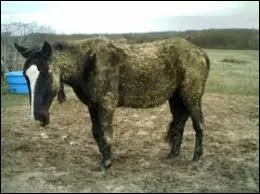 Que fait t-on quand le cheval est sale ?