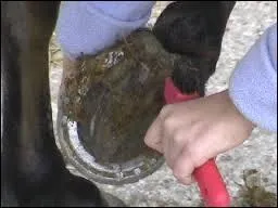 Que fait t-on quand le sabot du cheval est sale ?