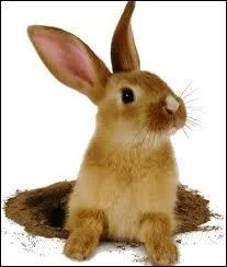 Ce gentil petit lapin représente une marque de parfum et de prêt-à-porter, laquelle est-ce ?