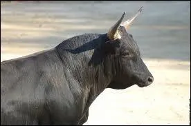 Une marque de voitures de sport a choisi de faire figurer un taureau dans son logo. Quel est ce constructeur automobile ?