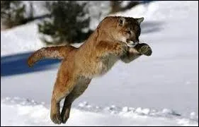 Quels produits sont vendus par la marque dont le logo apparaît sous les traits de ce félin ?