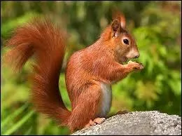 Quelle banque est bien connue pour son logo représentant un écureuil ?