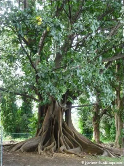 Quel arbre des régions tropicales fournit le kapok, fibre légère utilisée autrefois pour rembourrer les coussins ?