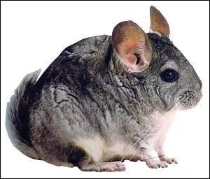 Quel est cet animal ?