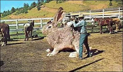 Ceci est une photo du lapin géant des Flandres, considéré comme le plus gros lapin au monde, mort en 1997 à l'âge de 34 ans.