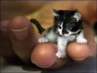 Vrai ou faux, ce chaton est vraiment minuscule ?