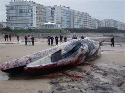 Le plus grand poisson mangeur de plancton et de petits poissons est échoué sur cette image, est-ce vrai ?