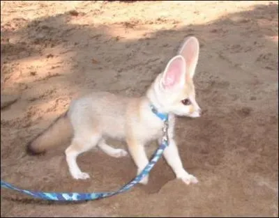 Quel est ce toutou à grandes oreilles ?