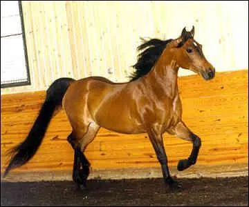 Quelle est la race de ce cheval ?