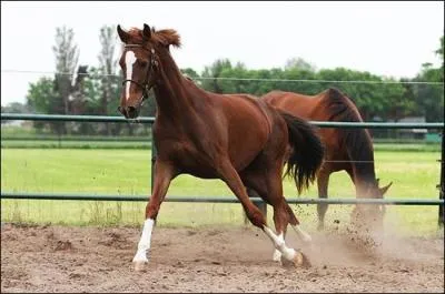 Quelle est la race de ce cheval ?