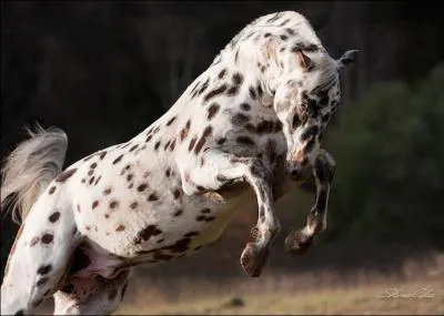 Quelle est la race de ce cheval ?