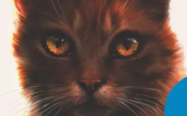 Quiz Erin hunter
