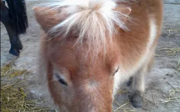 Quiz Galop 3