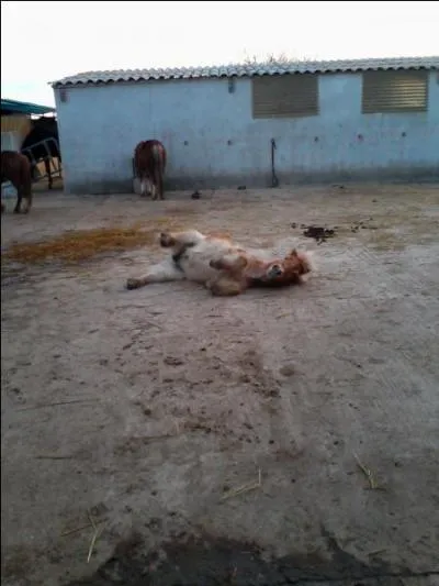 Le pas est une allure ...