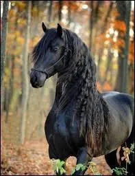 Qu'est-ce qu'une litière en bateau ?