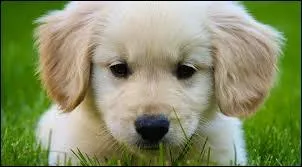 Quelle est la race de chiens la plus intelligente ?