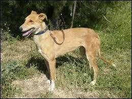 Quelle est la race de chiens qui court à une vitesse maximale de 60 kilomètres heure ?